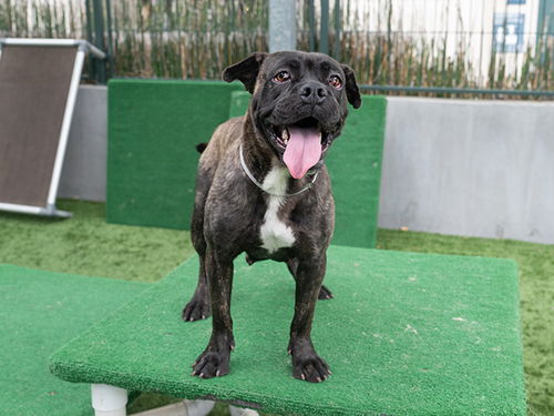 picture of the dog needing adoption