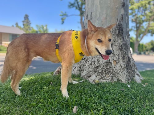 picture of the dog needing adoption