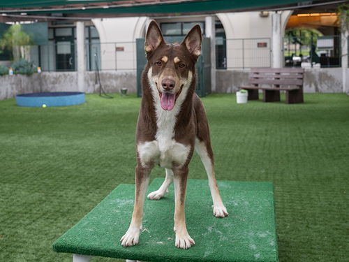 picture of the dog needing adoption