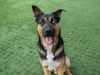 adoptable Dog in pasadena, CA named SKYWALKER
