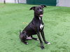adoptable Dog in pasadena, CA named KYLO