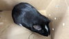 adoptable Guinea Pig in pasadena, CA named BING