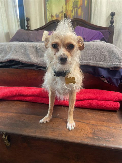 picture of the dog needing adoption
