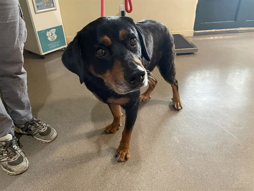 picture of the dog needing adoption