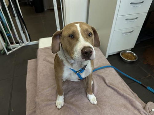 picture of the dog needing adoption