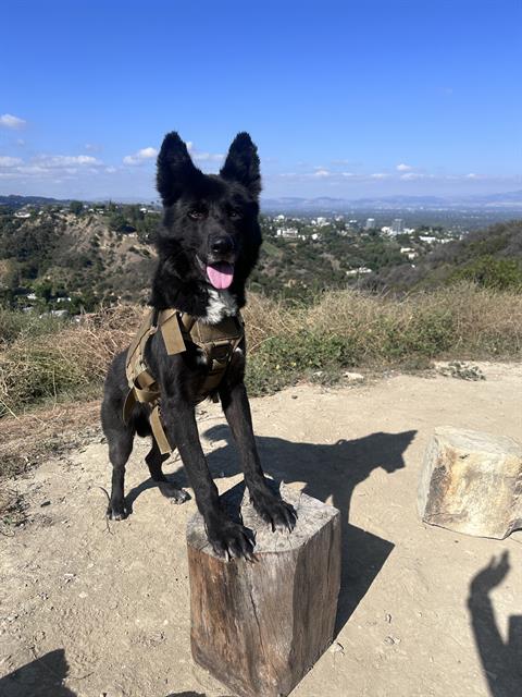 picture of the dog needing adoption