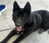 adoptable Dog in  named APOLLO