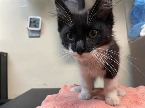picture of the cat needing adoption