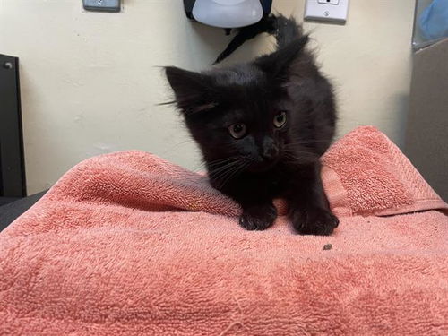 picture of the cat needing adoption