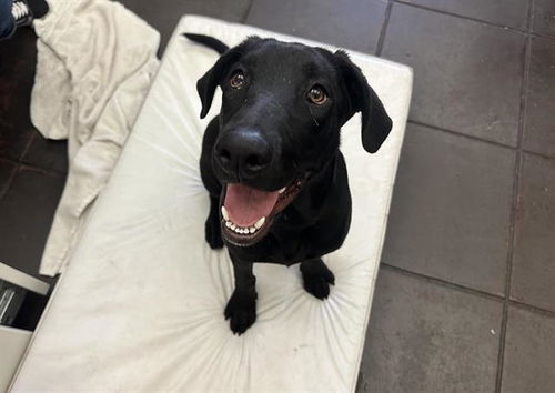 picture of the dog needing adoption