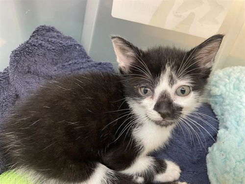 picture of the cat needing adoption