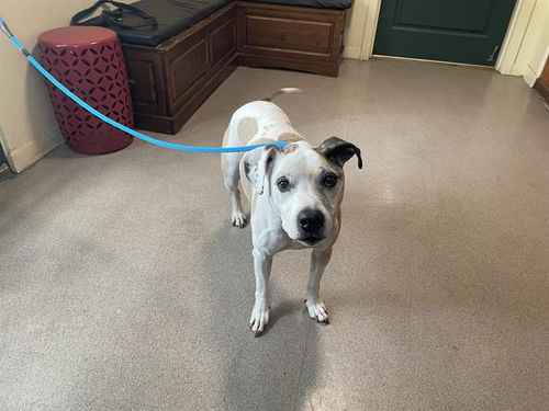 picture of the dog needing adoption