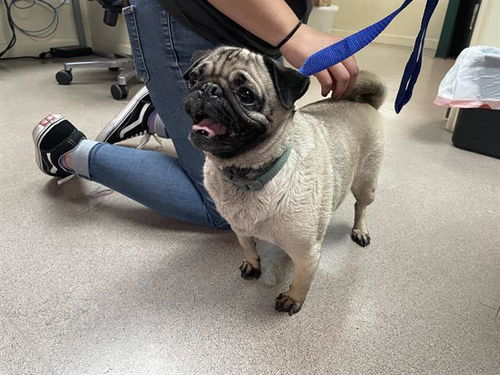 picture of the dog needing adoption