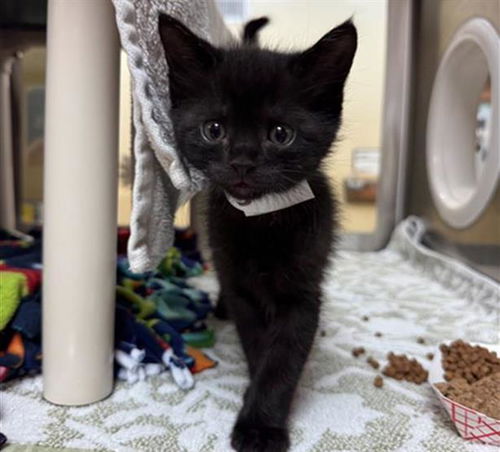 picture of the cat needing adoption