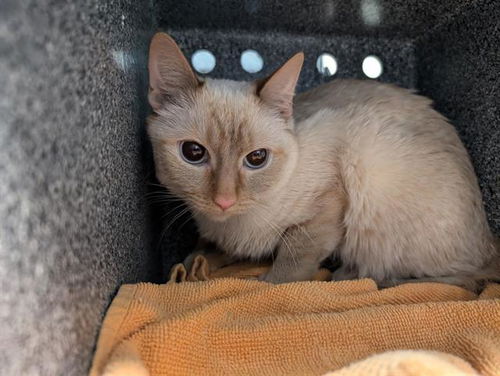 picture of the cat needing adoption