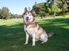 adoptable Dog in pasadena, CA named DARWIN