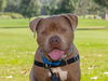 adoptable Dog in pasadena, CA named THOR