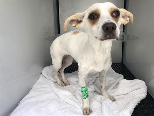 picture of the dog needing adoption