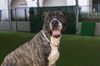 adoptable Dog in  named ERNEST