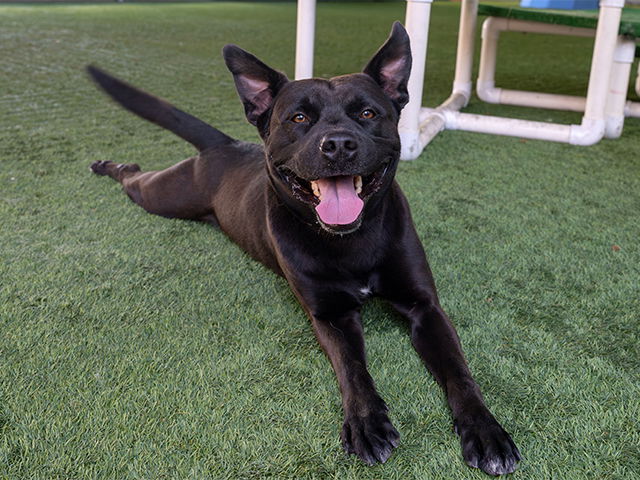 adoptable Dog in Pasadena, CA named SUNNY