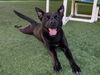 adoptable Dog in pasadena, CA named SUNNY