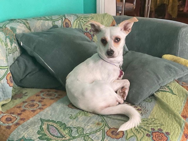 adoptable Dog in Pasadena, CA named DONNA