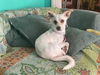 adoptable Dog in  named DONNA