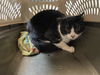 adoptable Cat in pasadena, CA named ROBERT