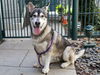 adoptable Dog in pasadena, CA named WOLFIE