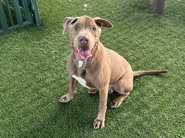 adoptable Dog in Pasadena, CA named BLUE