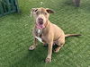 adoptable Dog in pasadena, CA named BLUE