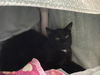 adoptable Cat in pasadena, CA named MONTEBELLO
