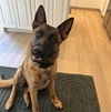 adoptable Dog in pasadena, CA named ASAP