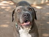 adoptable Dog in pasadena, CA named ROO