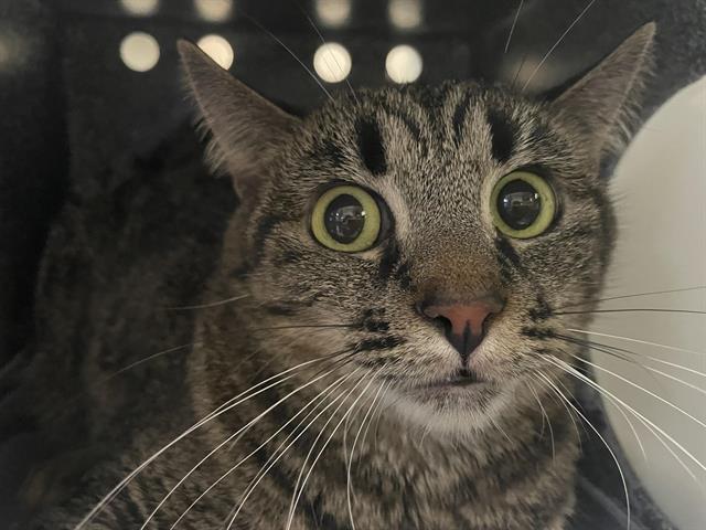 adoptable Cat in Pasadena, CA named MARLA