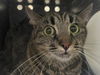 adoptable Cat in pasadena, CA named MARLA