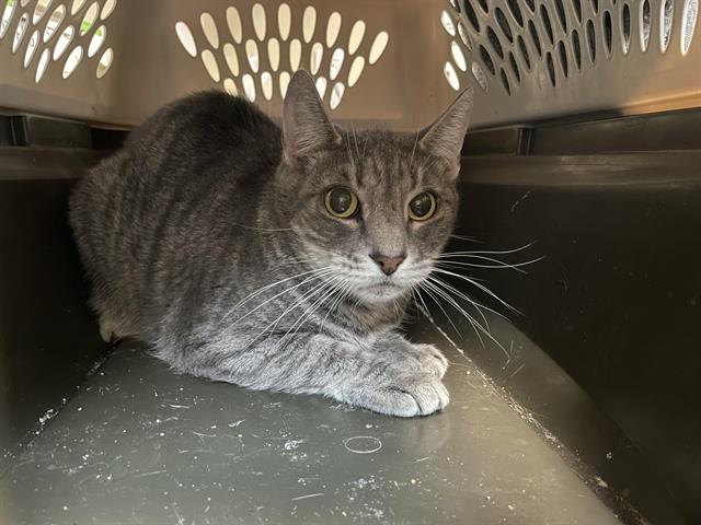 adoptable Cat in Pasadena, CA named PRECIOUS