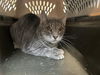 adoptable Cat in pasadena, CA named PRECIOUS
