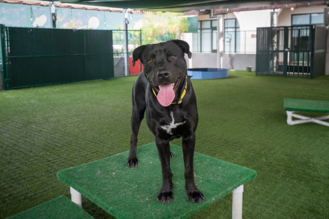 adoptable Dog in Pasadena, CA named GRANT