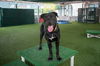 adoptable Dog in pasadena, CA named GRANT