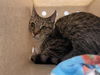 adoptable Cat in pasadena, CA named CHA-CHI