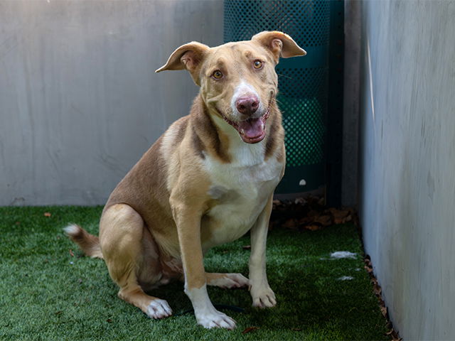 adoptable Dog in Pasadena, CA named HEDGEHOG