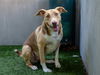 adoptable Dog in pasadena, CA named HEDGEHOG