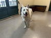 adoptable Dog in pasadena, CA named PRAISE