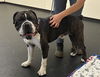 adoptable Dog in pasadena, CA named BIGGS
