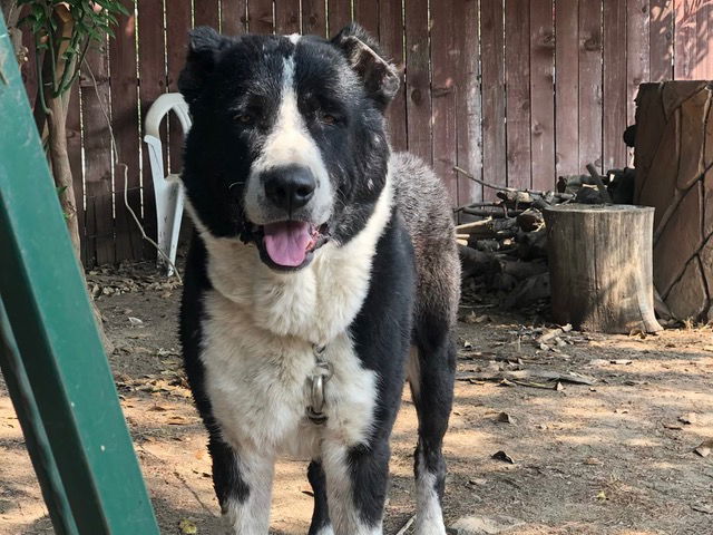 adoptable Dog in Pasadena, CA named JEREMY