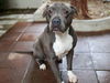 adoptable Dog in pasadena, CA named ACER