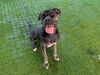adoptable Dog in  named FIN