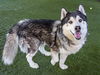 adoptable Dog in pasadena, CA named PHILIP