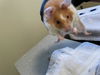 adoptable Hamster in pasadena, CA named SUNBEAM